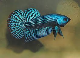 These fins are still found on wild type bettas today. Image Result For Wild Type Betta Betta Fish Types Betta Fish Tank Betta