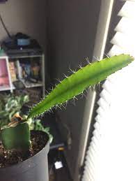 If your base or rootstock cactus is getting yellow due to overwatering then detach the scion or cut the top off moon cactus. Need Advice On What To Do Next Bought A Moon Cactus A While Back And Was Advised To Cut Off The Top When It Started To Rot Been Thinking About Repotting To