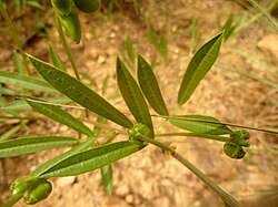 Image result for Sphenostylis