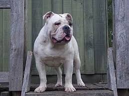 I am sure it helped her get through the dark times that i explained in my post about elizabeth. Australian Bulldog Dog Breed Information And Pictures