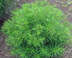 Image result for Vernonia zanzibarensis