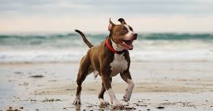 Blue nose white american pitbull terrier. Red Nose Pitbull Facts 30 Things You Never Knew About Them
