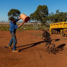 Clean the bedroom thoroughly to get rid of any crumbs or bits of food that could be drawing the mice to the bedroom. Plague Of Mice In Australia Overruns Farms Shops And Bedrooms The New York Times