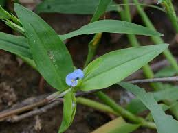 Image result for Commelina diffusa