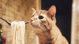Garlic and onions contain chemicals that damage red blood cells in cats and dogs. Can Cats Eat Pasta Is Pasta Safe For Cats Cattime