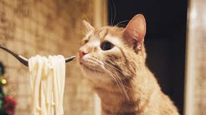A creamy chicken alfredo with sun dried tomato, spinach and bacon, it's a quick 20 minute recipe for all those ps if you're worried that this is a bit more indulgent that your usual midweek pasta, don't let that stop you. Can Cats Eat Pasta Is Pasta Safe For Cats Cattime
