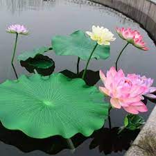 The latest tweets from bunga seroja (@bungaseroja89). Jual Bunga Lotus Tanaman Air Bunga Seroja Only Gojek Kab Bogor Ilhamtamanindah1 Tokopedia