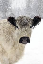 Black And White Cow Breed Name White Cow In The Snow Animal Photography French Country Snow Animals Animal Photography White Cow