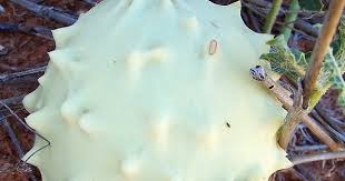 Image result for Acanthosicyos