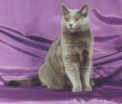 Chartreux Breed Not A Russian Blue Note The Eye Color Russian Blues Have Green Eyes Chartreux Have Yellow Orange Cats And Kittens Cute Cats Cat Breeds
