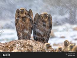 We did not find results for: Griffon Vulture Gyps Image Photo Free Trial Bigstock