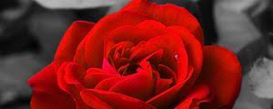 We present you our collection of desktop wallpaper theme: Rose Ultrawide Monitor Wallpapers Hd Desktop Backgrounds 2048x1152 Images And Pictures