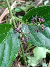 Image result for Vincetoxicum monticola