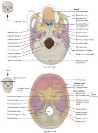 The nasal cavity and paranasal sinuses contain several types of tissue, and each contains several types of cells. 7 2 The Skull Anatomy And Physiology