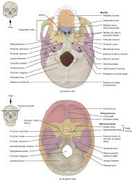 A thorough description is beyond the. The Skull Anatomy And Physiology