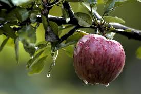 We did not find results for: Ethics Religion Talk How Does Garden Of Eden Sin Affect Us Mlive Com