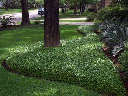 Asiatic jasmine minima is often confused with confederate jasmine. Pics Of Asiatic Dwarf Jasmine Landscapes Asian Jasmine Ground Cover Plants Jasmine Ground Cover Ground Cover
