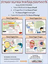 Human Senses Posters Handouts Colorful Eye Catching Informative I Love Making Posters The Role Nerve Cel Sense Of Sight Senses Homeschooling Materials