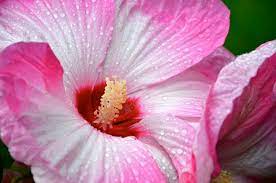 Hibiscus In North Carolina Greensboro Daily Photo