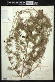 Image result for Asparagus flavicaulis