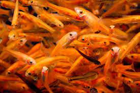 Fathead minnows, aka rosy reds, are also a danger for this reason. Rosy Red Minnows Rosy Red Minnows Are Very Good In All Ponds To Help Prevent West Nile And Other Mosquito Issu Mosquito Fish Outdoor Water Features Pond Fish