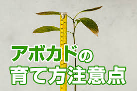 アボカドの剪定方法と育て方の注意点 元気がない理由は 伐採 剪定 1本2 890円 税抜 全国対応 剪定110番