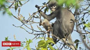 Dec 26, 2018 · pet monkeys typically cost between $4,000 and $8,000 each. Newly Discovered Primate Already Facing Extinction Bbc News