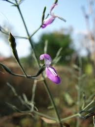 Image result for Dicliptera paniculata