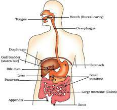 Draw Neat And Labelled Diagram Of Human Digestive System