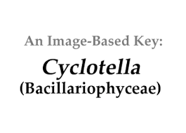 Image result for Cyclocotyla
