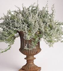 Image result for Helichrysum helvolum