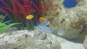 Atakan Adli Kullanicinin My Acvarium And Cichlids Panosundaki Pin