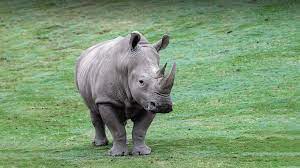 Rhino 6 for mac will hopefully be released later this year. White Rhinoceros San Diego Zoo Animals Plants