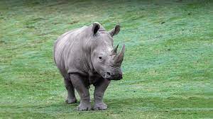This tutorial collection contains both… White Rhinoceros San Diego Zoo Animals Plants