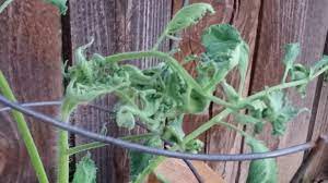 I encountered the deformed leaves problem this year too. Tomato Leaves Deformed Curled 332528 Ask Extension