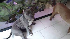 Females are integral to the success of any breeding program. My Xl American Bully Female S Asena And Bailey Part2 Youtube