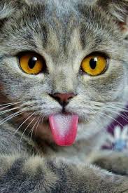 Cok Minnak Cute Cats Crazy Cats Cats