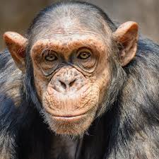 Our adoption fee's vary depending on the dog and adoption requirements. Can We Really Know What Animals Are Thinking