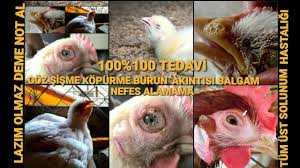 Kanatlilarda 100 Ust Solunum Tedavisi Crd Goz Kopurmesi Sismesi Burun Akintisi Hapsirma Balgam Youtube