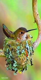 Hummingbird In Its Nest We Have Hummingbird But Not As Beautiful As This Bird Is Thank You Sinek Kusu Guzel Kuslar Rengarenk Kuslar