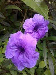 Ruellia Petunia Mexicana Pretty Flowers Flowers Purple Flowers
