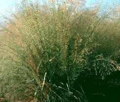 Image result for Eragrostis patens