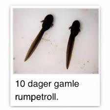 ° du finner oss i bergen sentrum og på rumpetroll.no. Dennis Wilson Ø¯Ø± ØªÙˆÛŒÛŒØªØ± Darfor Alskar Vi Norge Rumpetroll Http T Co Vk2koexzr0