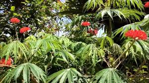 Image result for Jatropha multifida