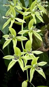 Image result for Celosia pandurata