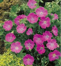 Le géranium vivace se distingue par sa simplicité d'entretien. Geranium Vivace Sanguineum Plante En Ligne