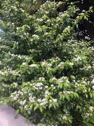 Image result for Psydrax fragrantissima