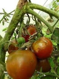 Comment Soigner Le Mildiou De La Tomate Culture Tomate Maladie Tomate Planter Tomates