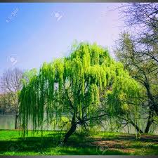 Kan…pernah nampak pokok ni,cantik ditiup angin.tp xpernah tau namanya.gigih la google,janda merana rupanya.pokok tu memang tempat lepak dia ye. Australian Willow Tree Janda Merana Shopee Malaysia