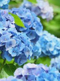 Image result for Ozoroa macrophylla